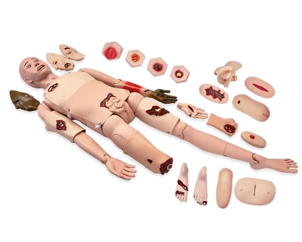 Medical Training Models - Image 2