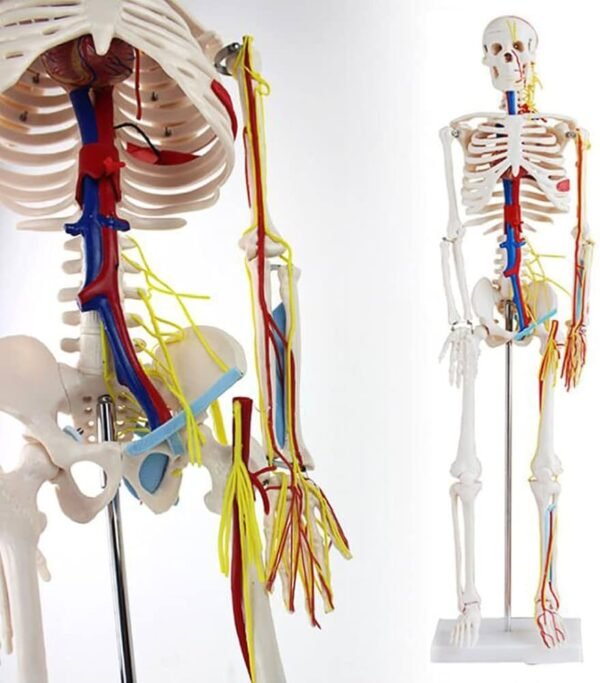 Medical Training Models - Image 3