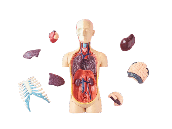 Medical Training Models